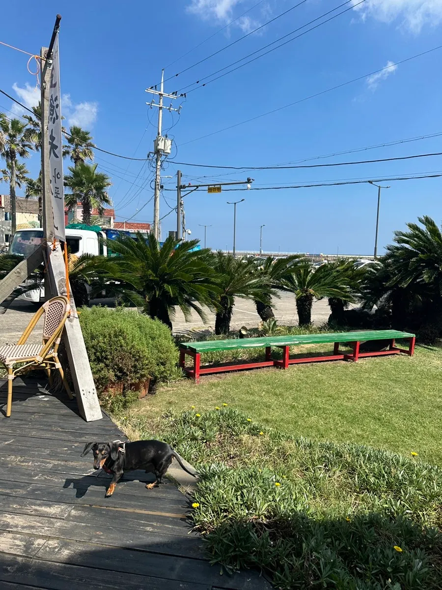 A dog exploring the grass yard