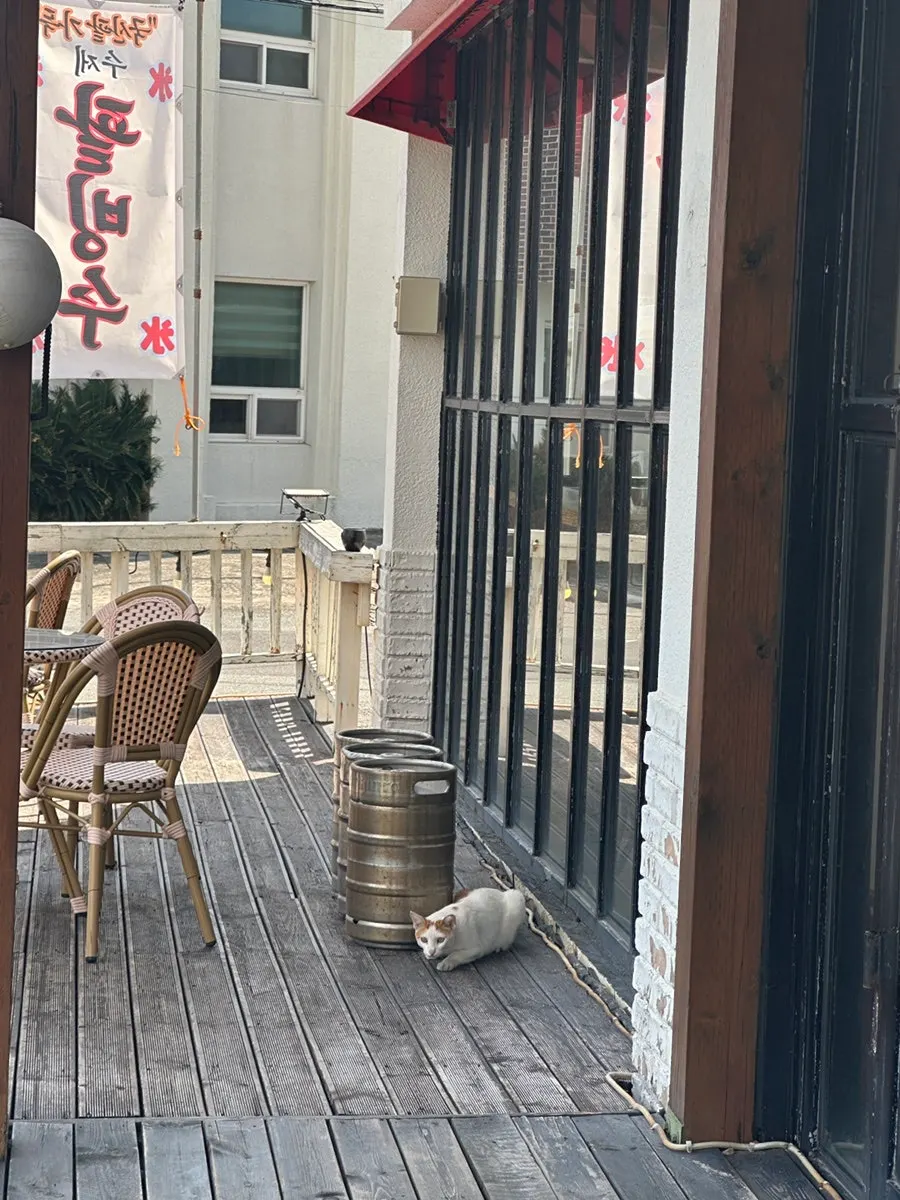 A cat visiting the café