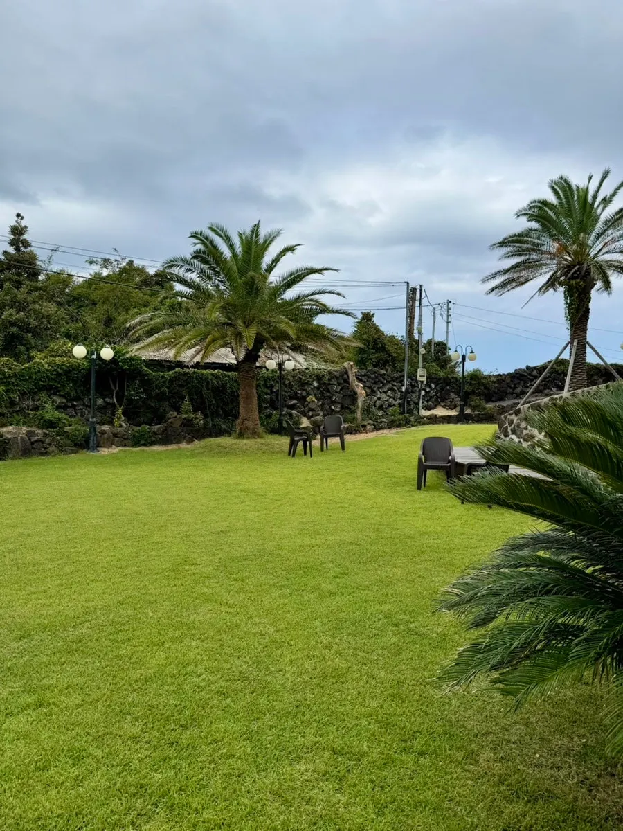 Outdoor lawn and palm trees at the café