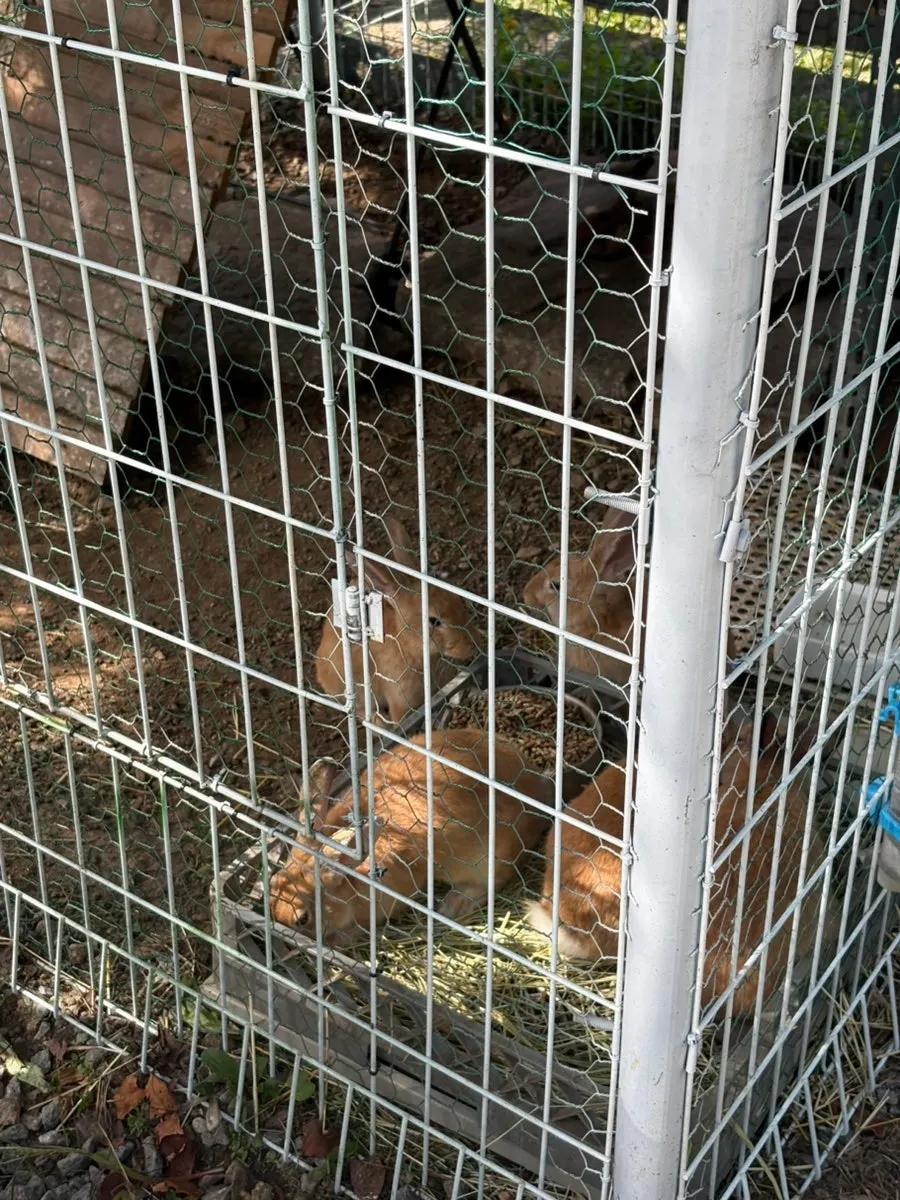 Outdoor area with many families and children