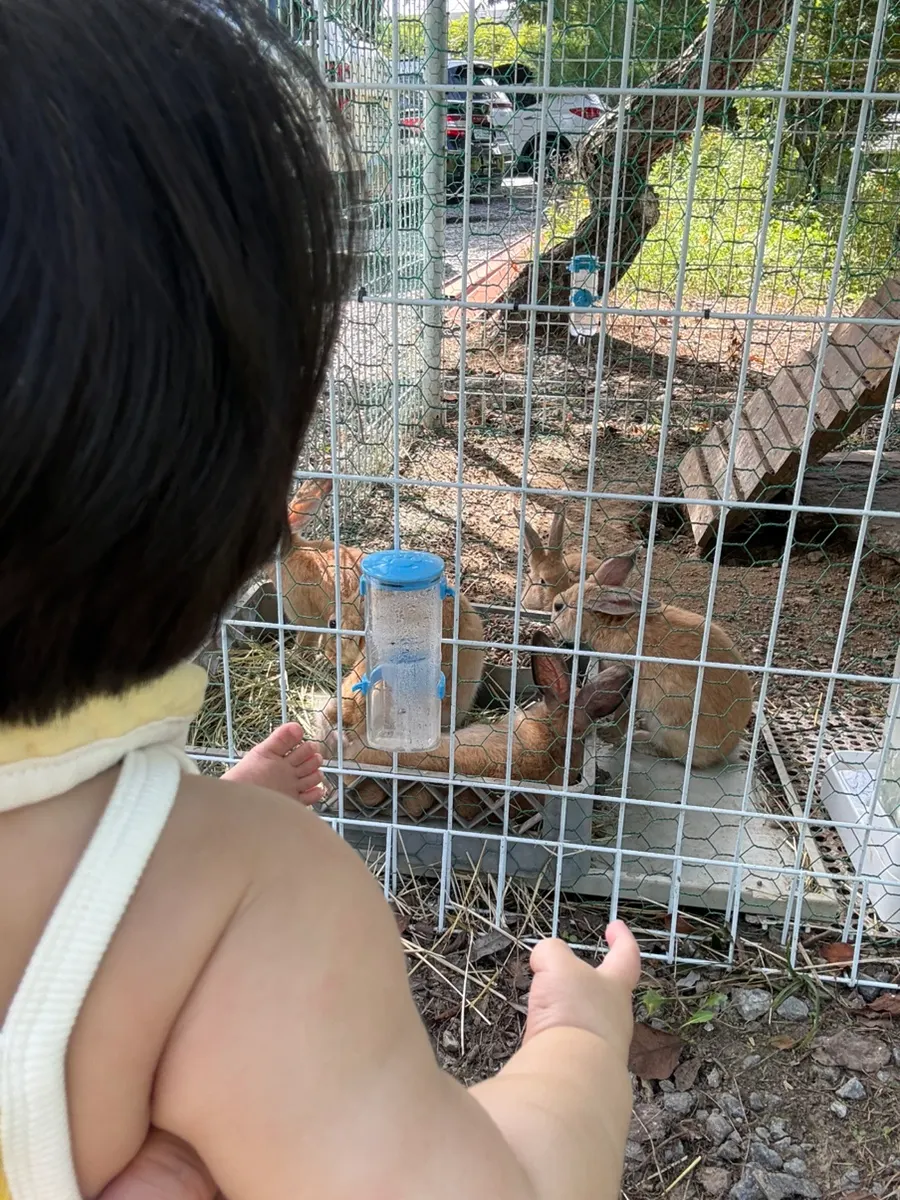 Baby watching a rabbit eating grass