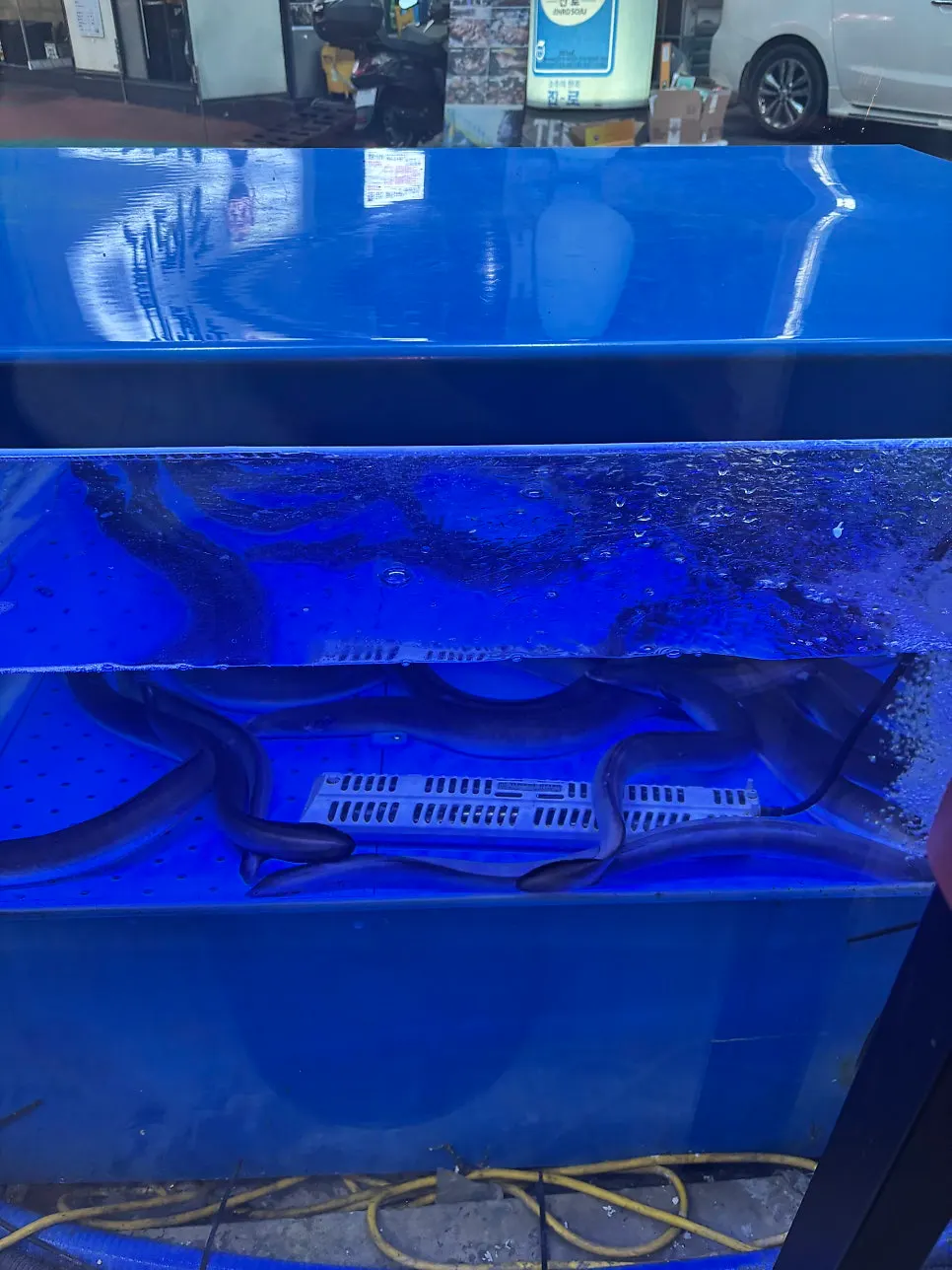 Live freshwater eel in the restaurant's tank