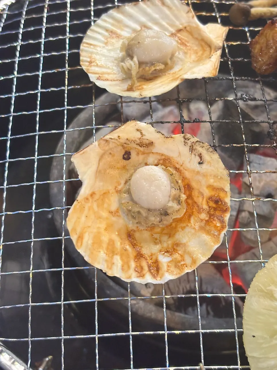 Scallops grilled on the tabletop grill