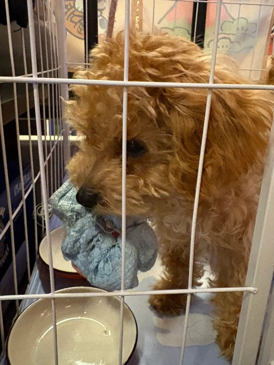 Tori the dog on Hanamato's second floor