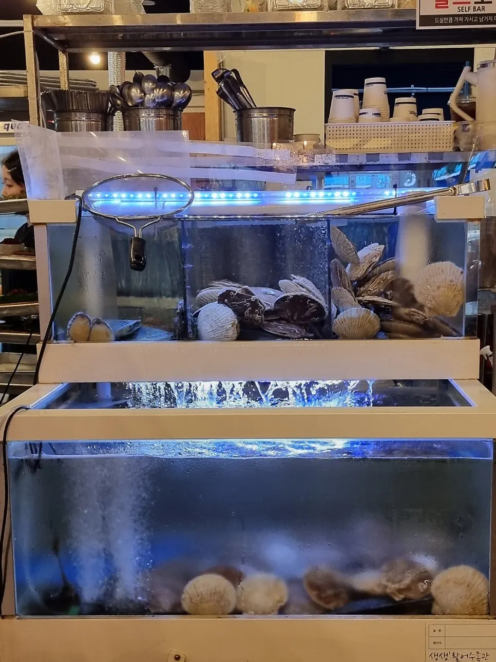 Scallop tank on one side of the restaurant