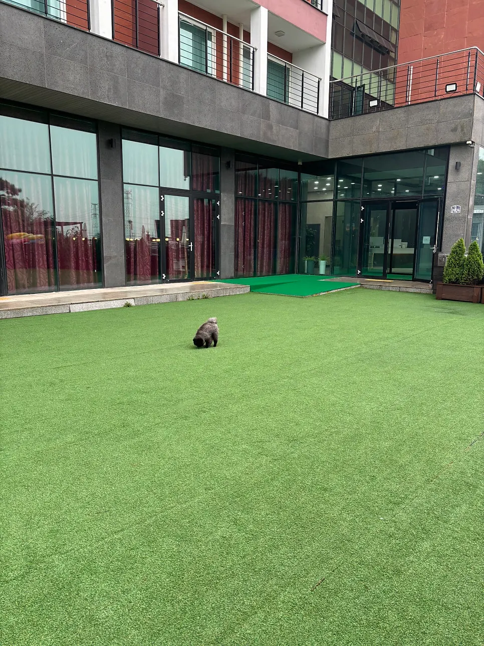 Grassy dog run and pet on a rainy day
