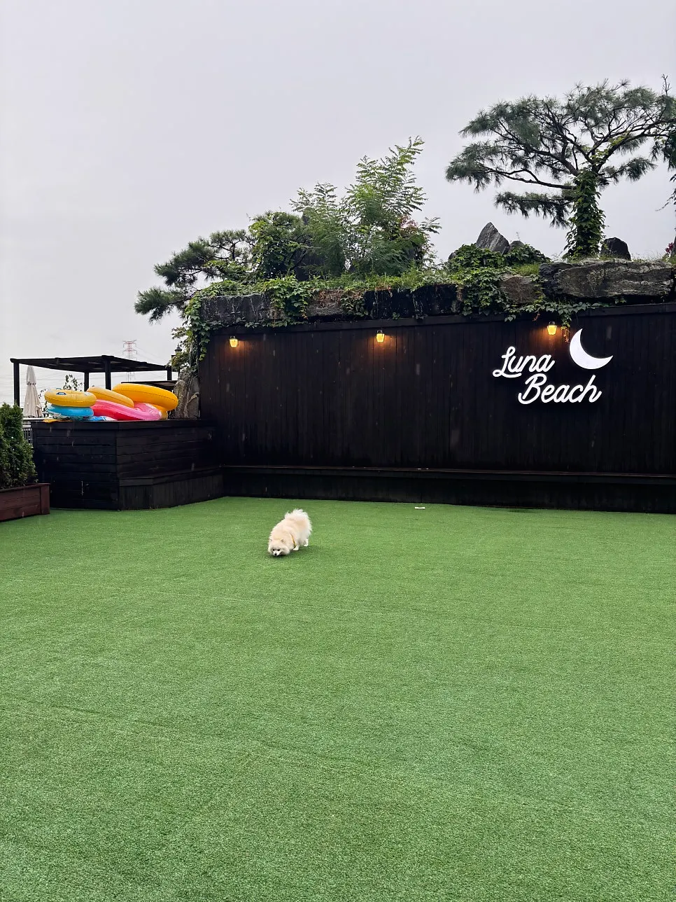 Grassy yard during a trip with a pet