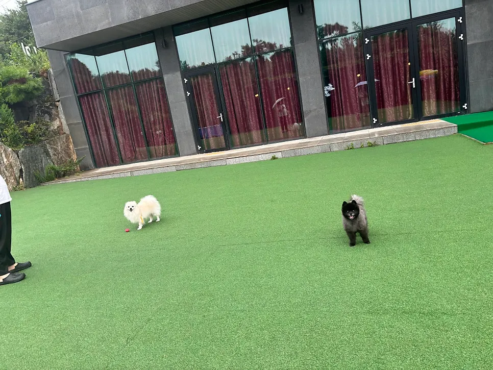 Pets running off-leash