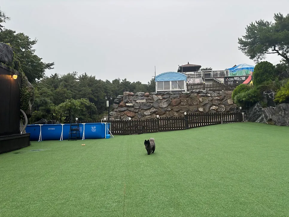 Dog running across the large field