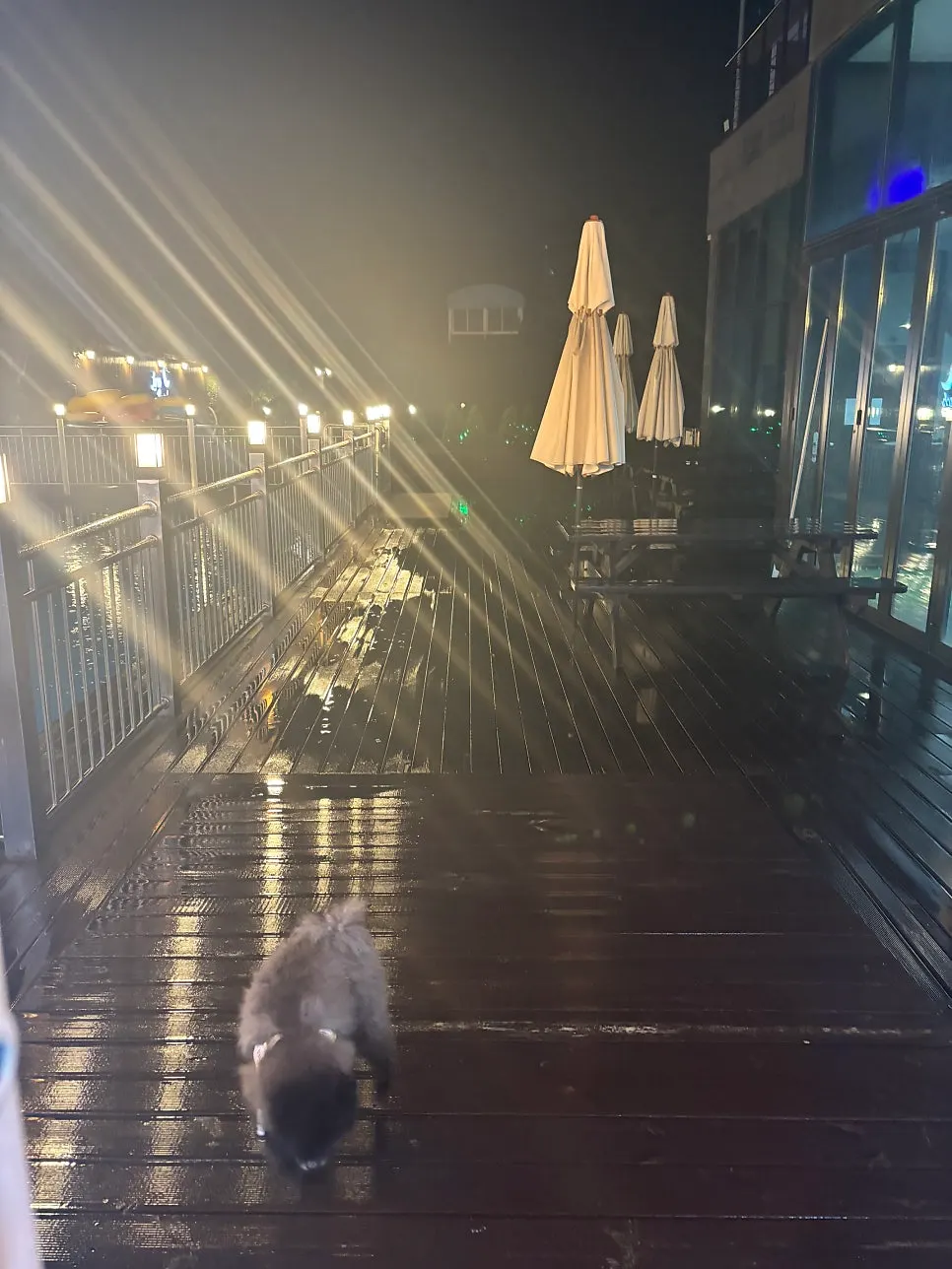 Two pets waiting for Dad