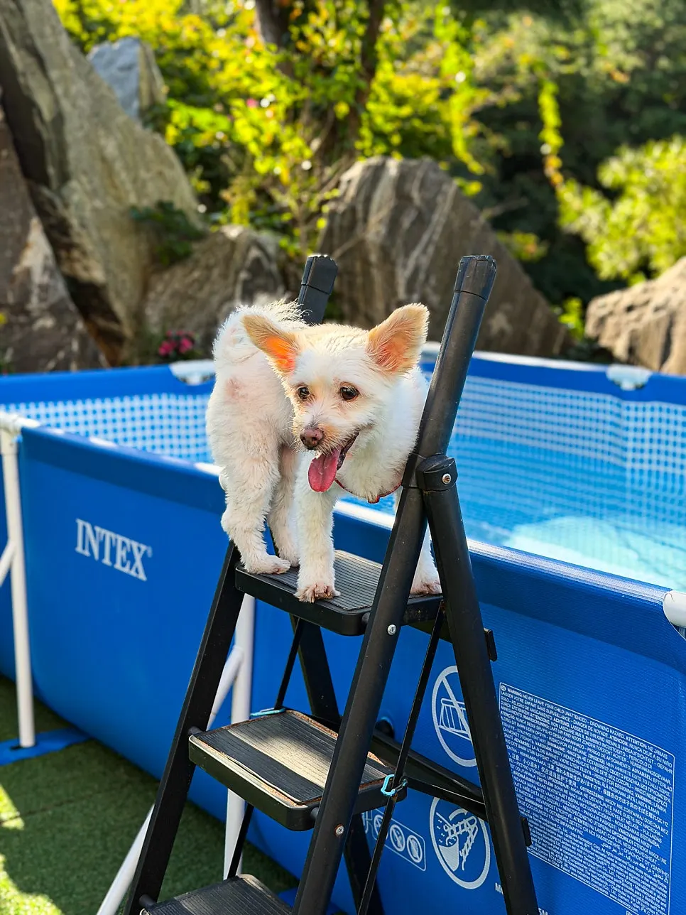 Bori standing on the dog-pool steps