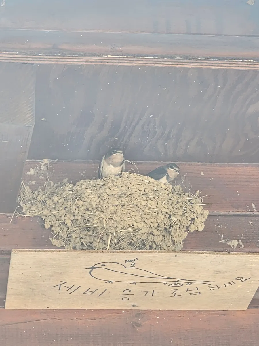 Swallow nest with baby swallows under the restaurant's eaves