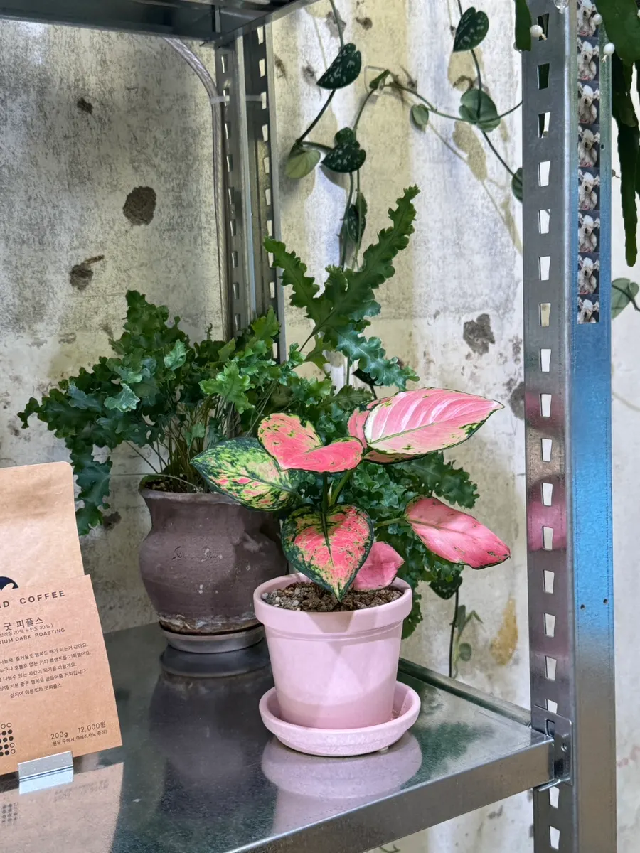 Interior of Sese Coffee with plants and pots