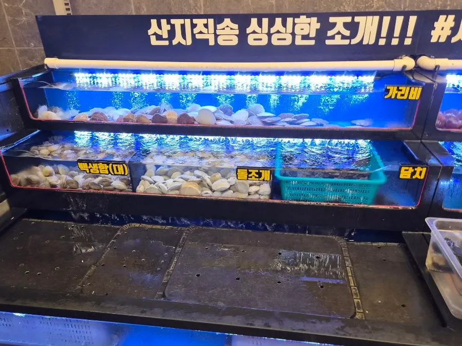 Scallops and abalone inside the tank