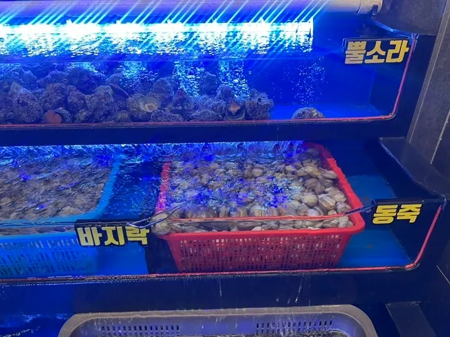 바구니에 담은 참가리비와 키조개