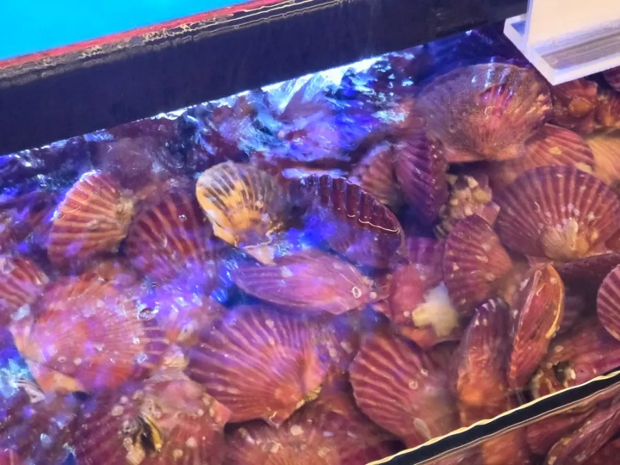 Scallops and pen shells