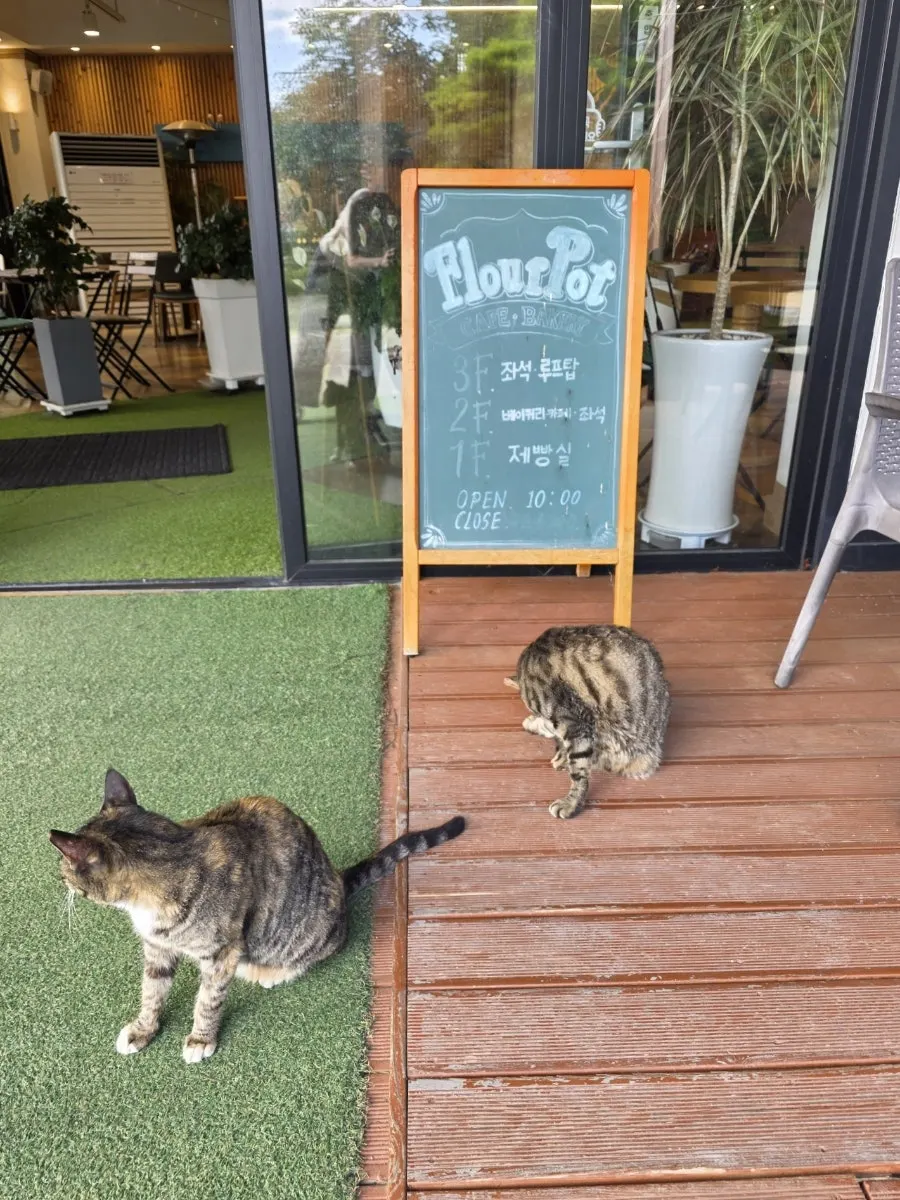 카페 마당에서 만난 개냥이 고양이