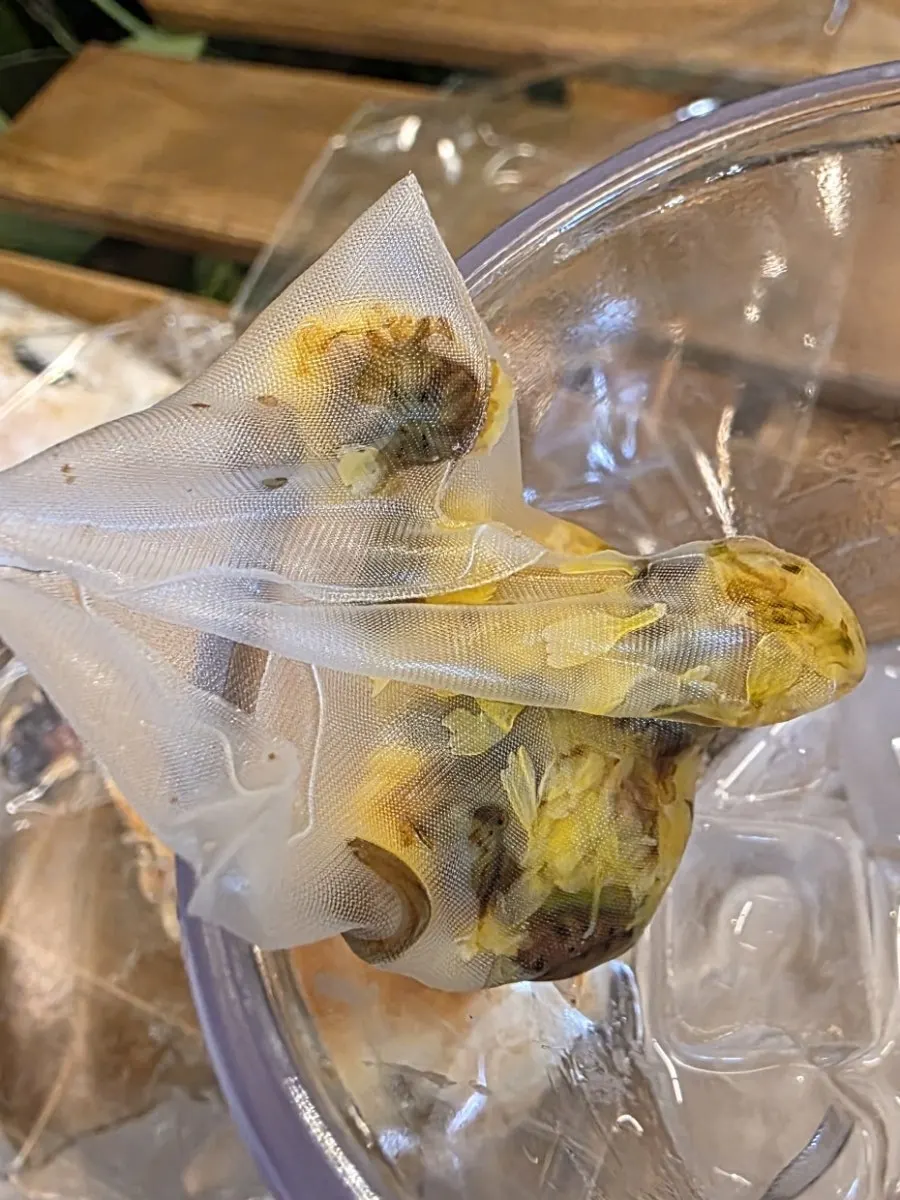 빵과 함께 놓인 아이스 국화차