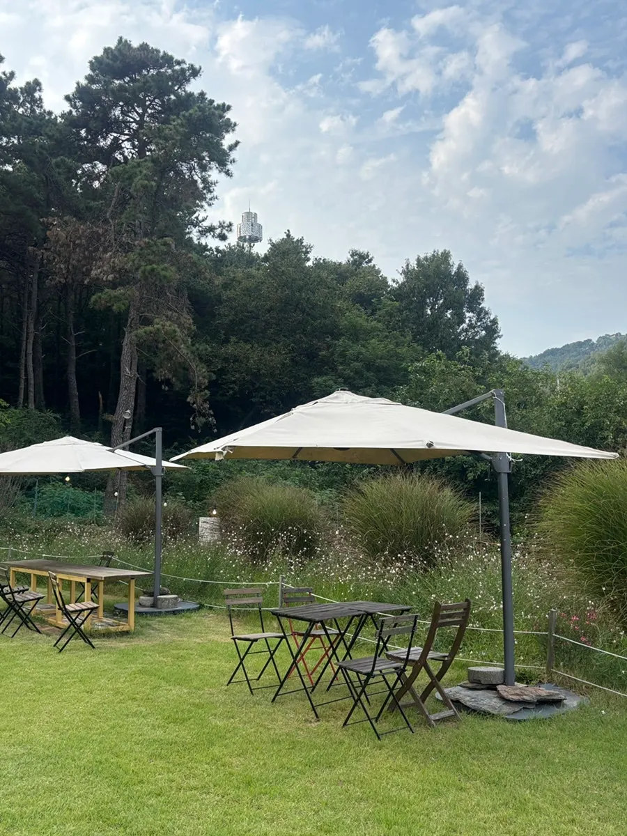 Forest and trees surrounding Sisup café