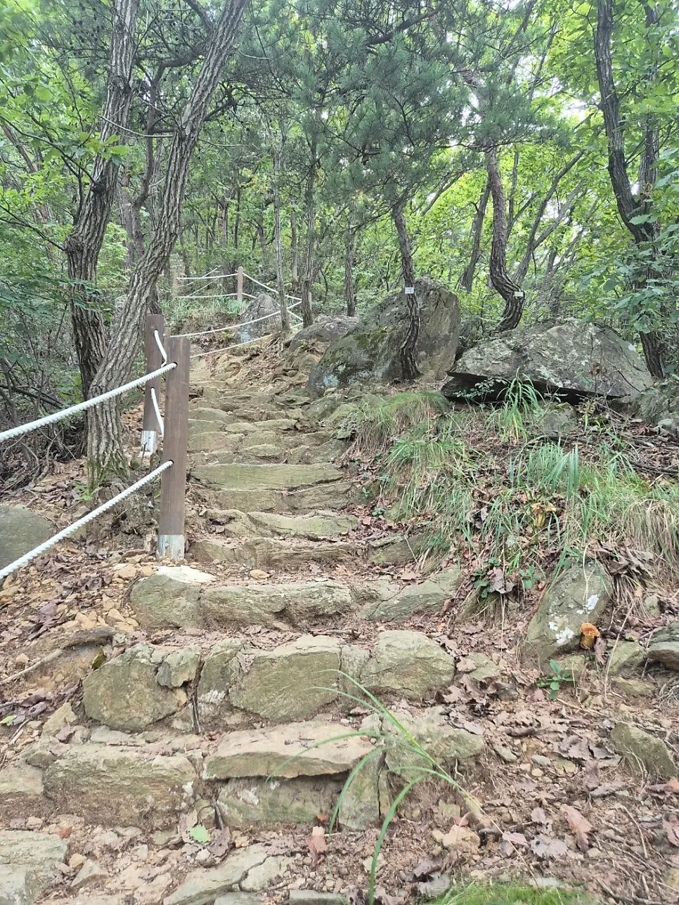 태학산 자연휴양림 숲길 등산로