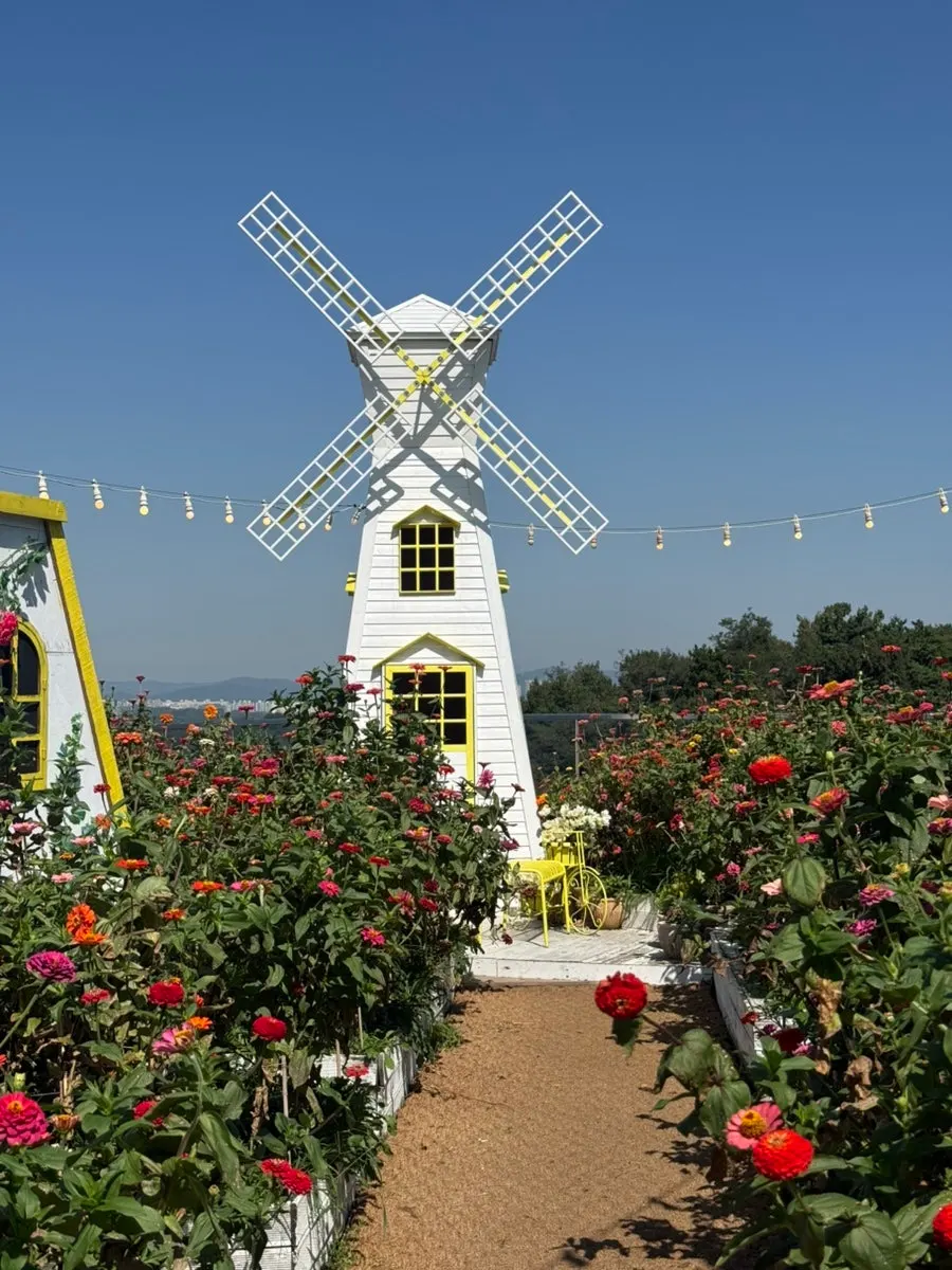 Zinnia garden on Siyudang's top floor