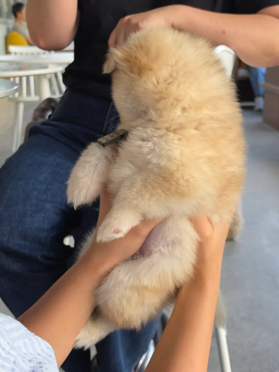 A child watching a dog at the café