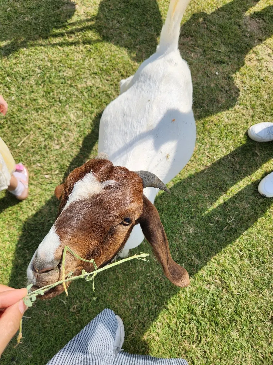 A scene from an outing in Modong-myeon, Sangju