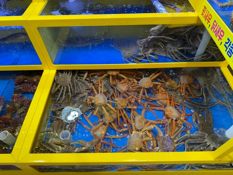 Live seafood tank behind the Hanggu Hwareo dining room