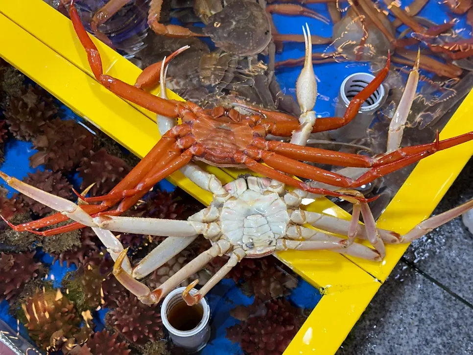 Snow crab and red crab shown from the tank