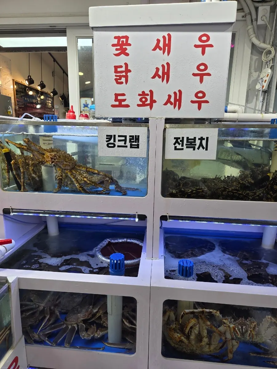High-end fish and Dokdo shrimp in the tank
