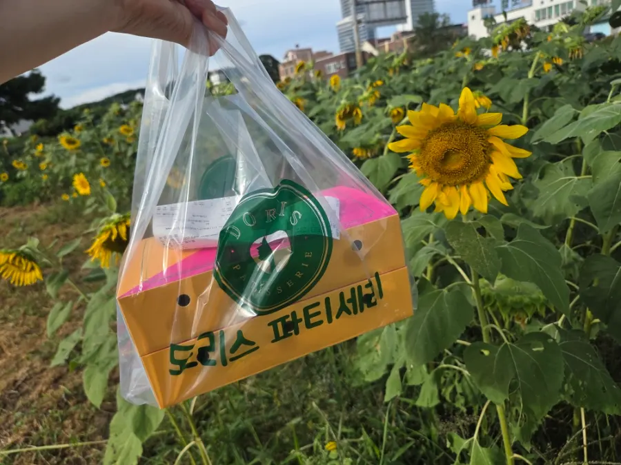 양양 해바라기밭 앞 에그타르트 인증샷