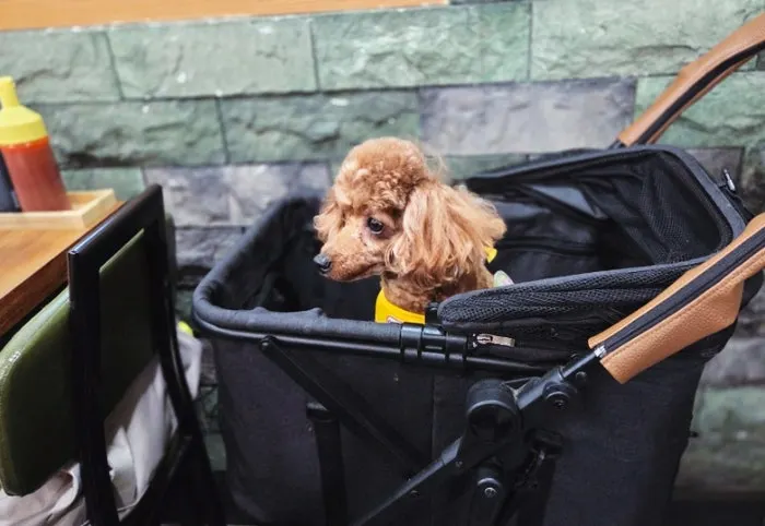 A dog stroller provided by the restaurant