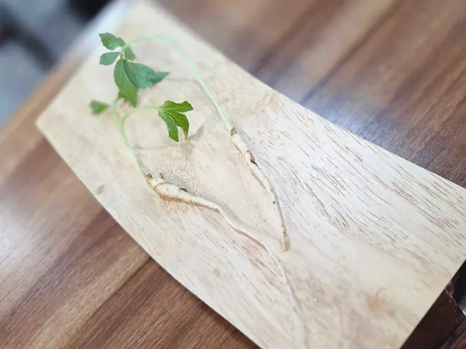 Ginseng served alongside the revitalizing menu item