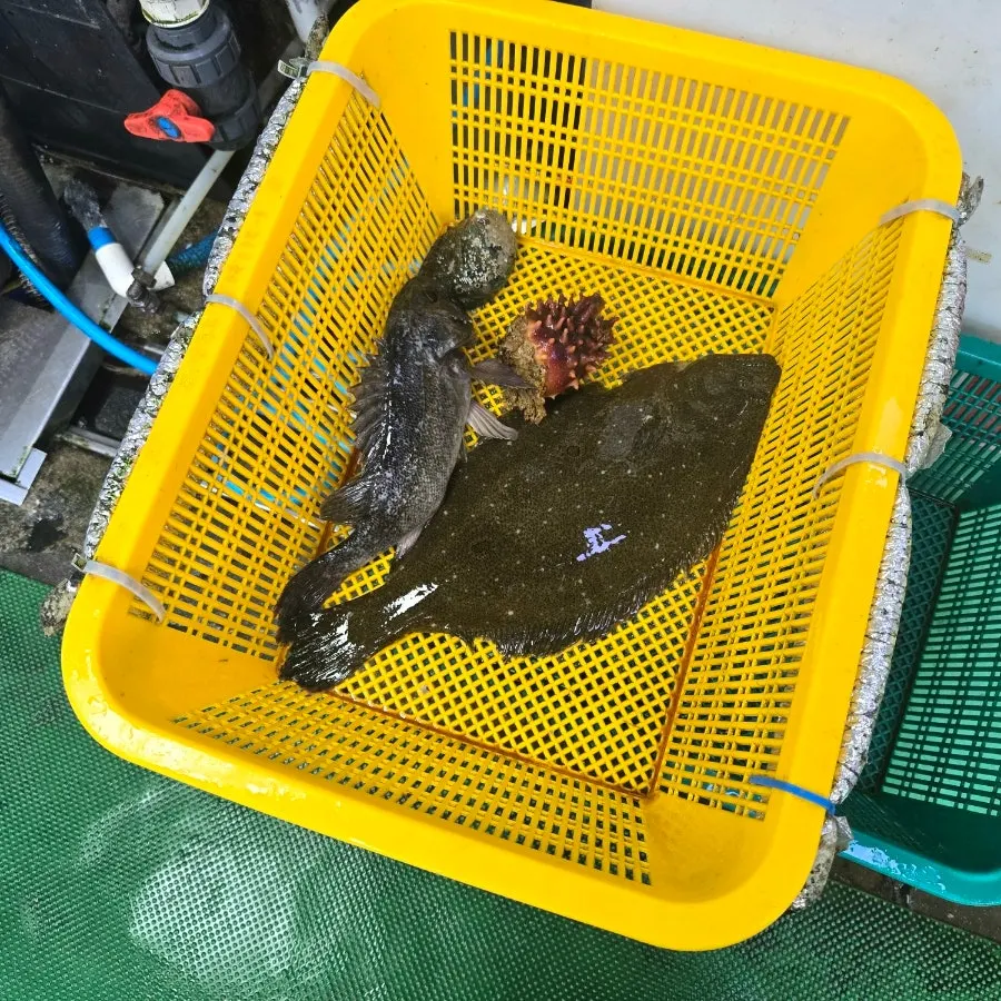수조에서 바로 꺼낸 광어와 우럭