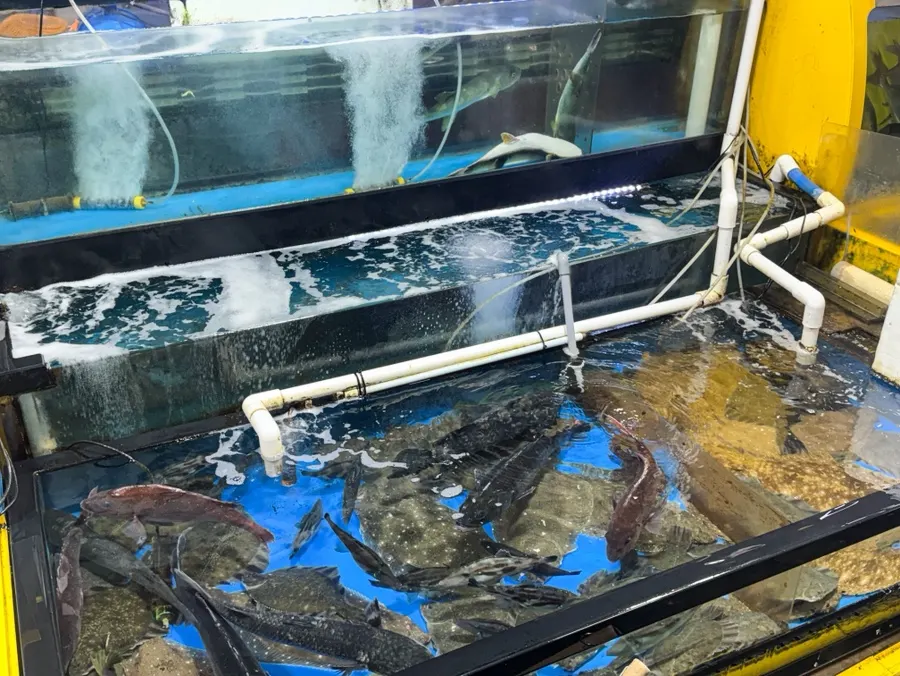 Seafood tank with abalone, sea cucumber, and sea squirt
