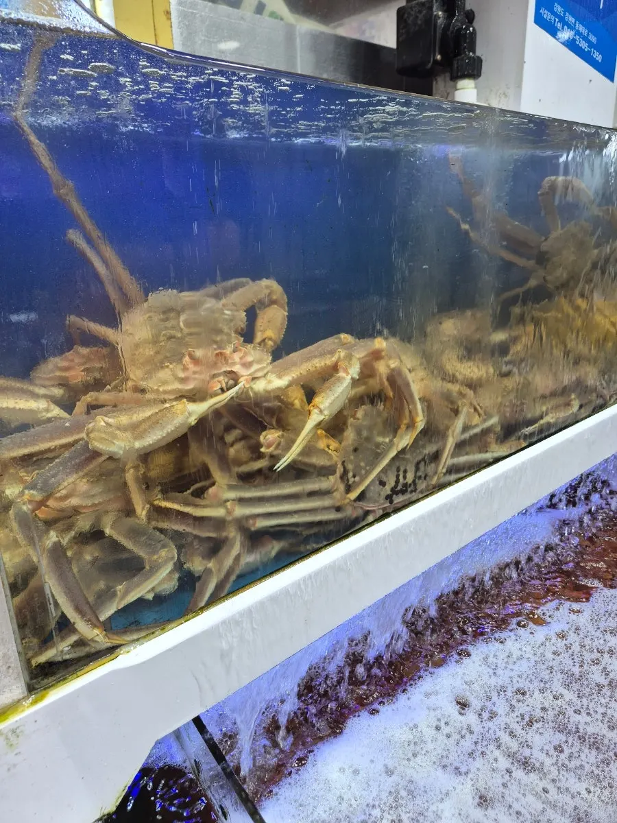 Live red snow crabs and king crabs in Yes Susan's tank