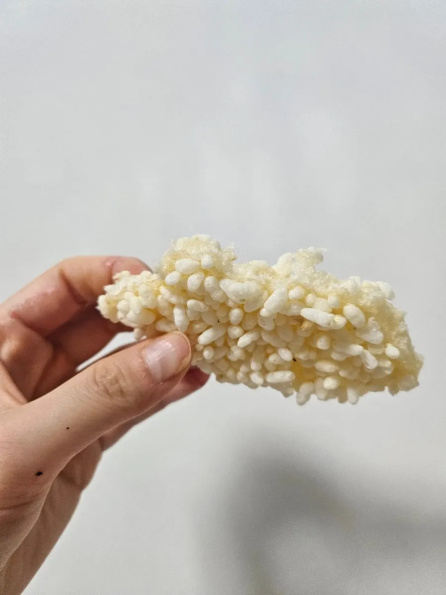 Close-up of white rice gangjeong with puffed grains