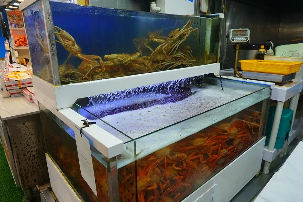 Tank full of live red snow crabs at Yes Susan