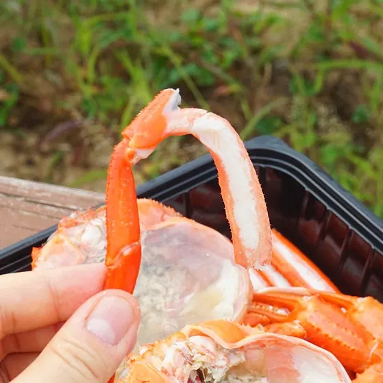 Whole red snow crab leg meat pulled out intact