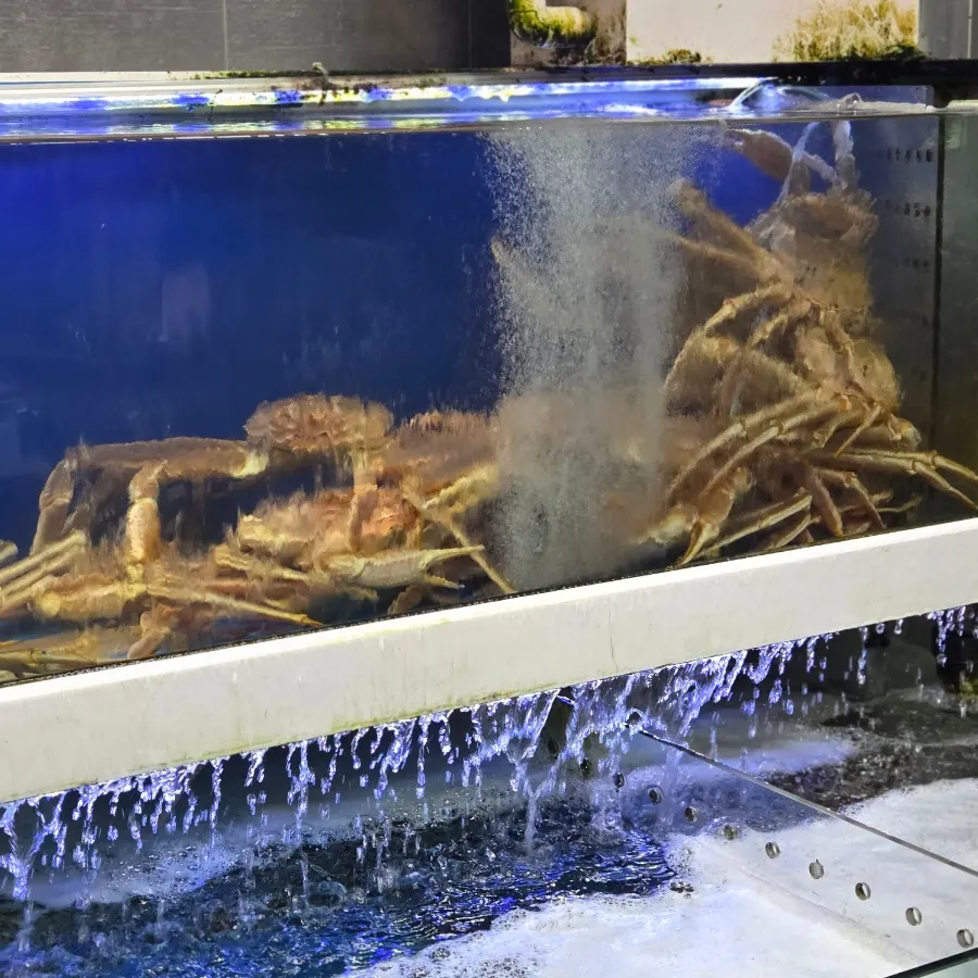King crab in the tank at Yes Susan