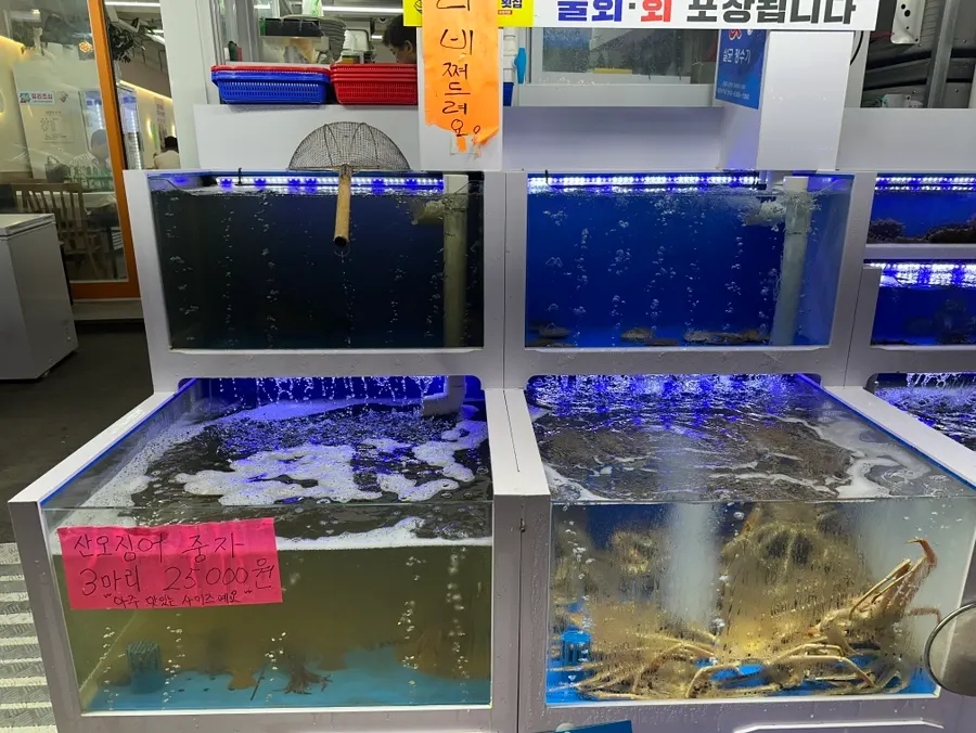 Live fish tank in front of the sashimi restaurant