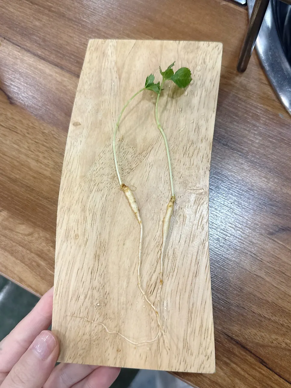 Wild mountain ginseng served before the meal