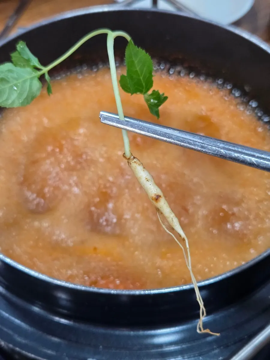 뿌리와 잎이 살아 있는 산양삼 접시
