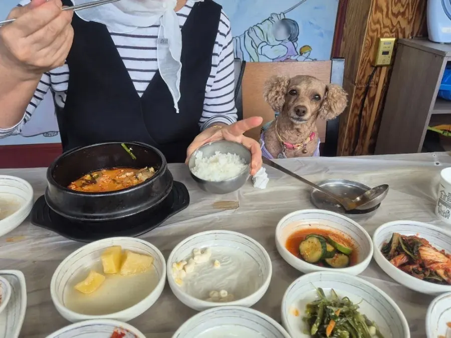 Table scene eating sundubu and rice