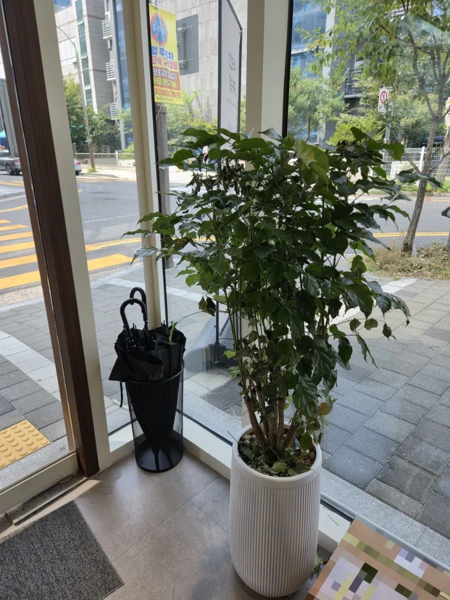 송도 코지베어 카페 외관