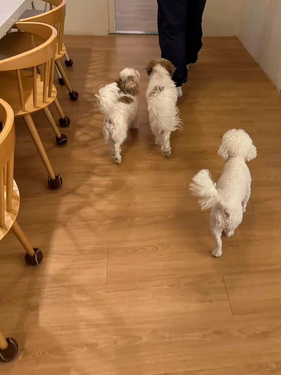 Dogs that live at the yoga studio