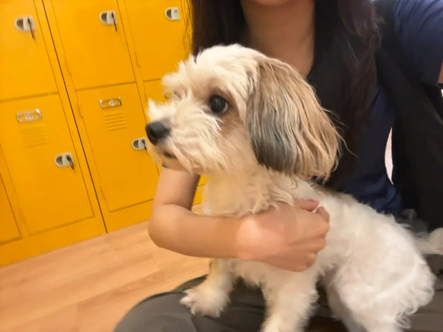 요가원 강아지 네 마리