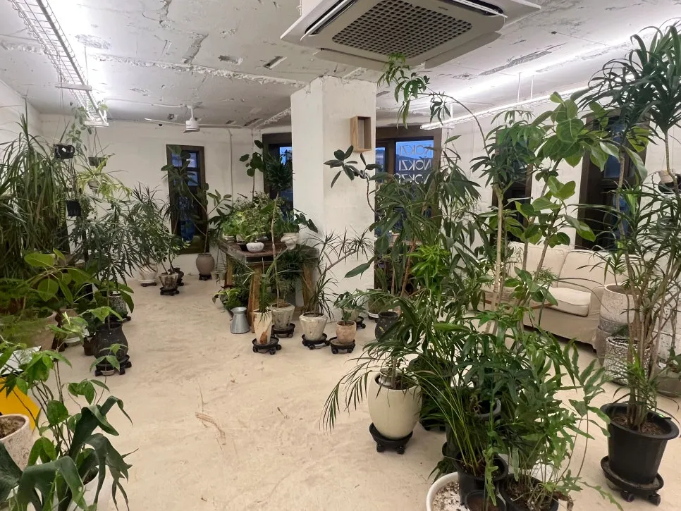 Plants displayed on the second floor, also sold there