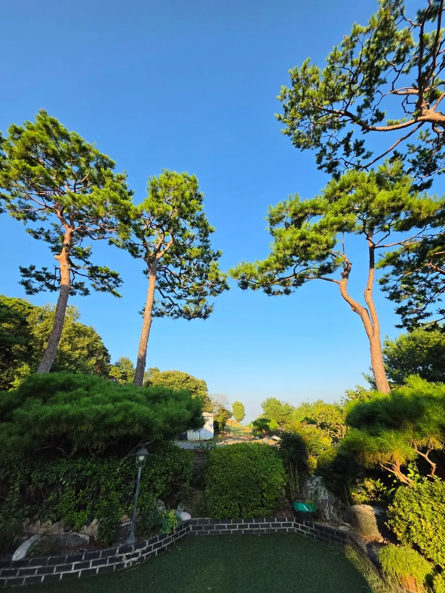 Suksudaega's neatly tended garden