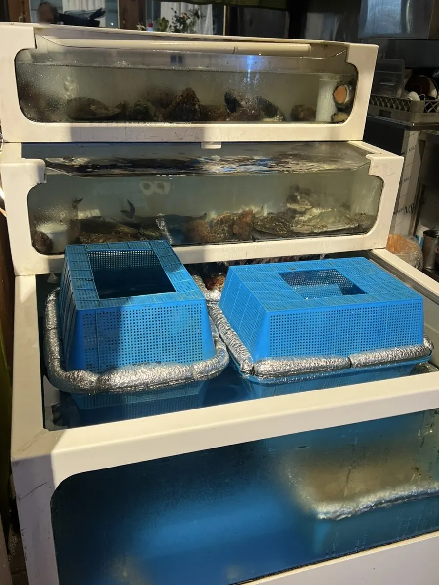 Indoor tank holding fan mussels, abalone, and other seafood